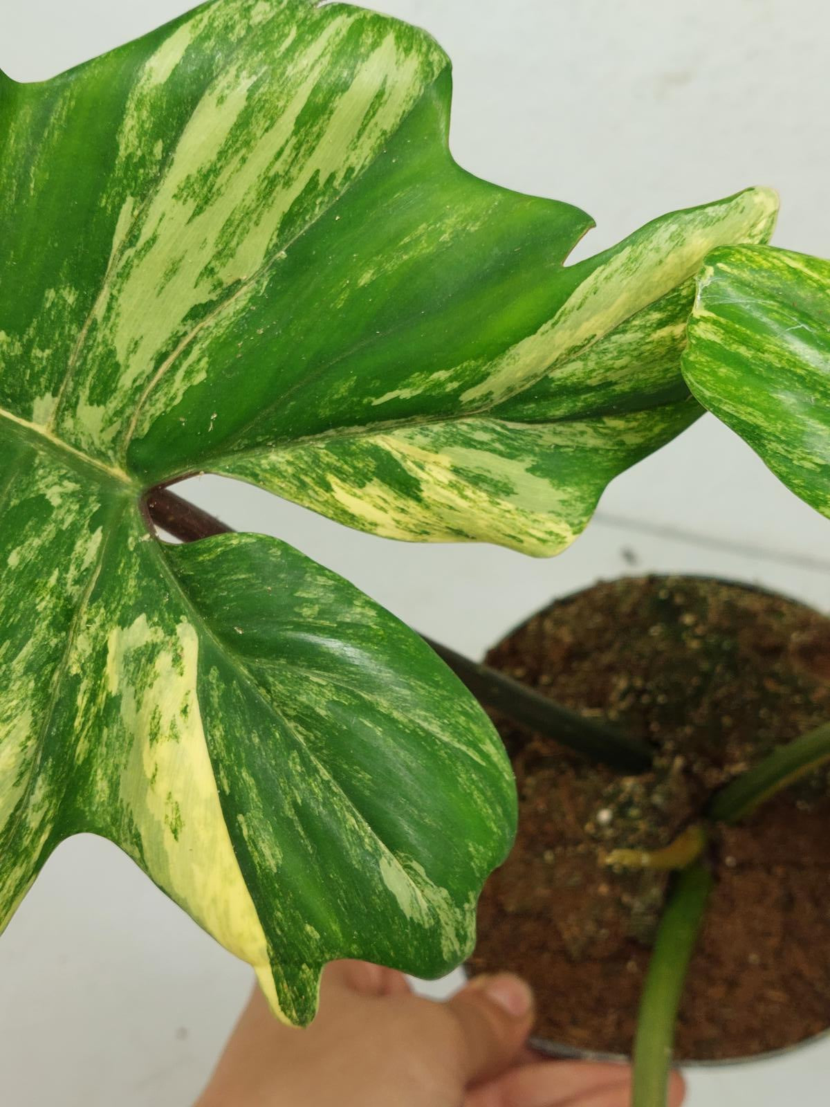 Philodendron Florida Beauty x Mayoi Variegata