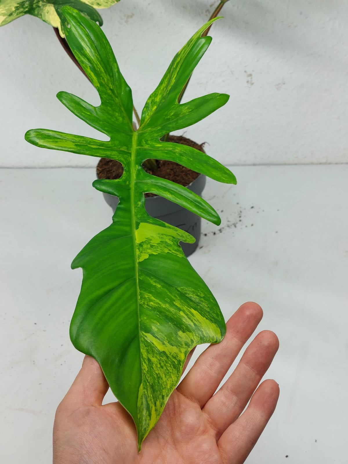 Philodendron Florida Beauty x Mayoi Variegata