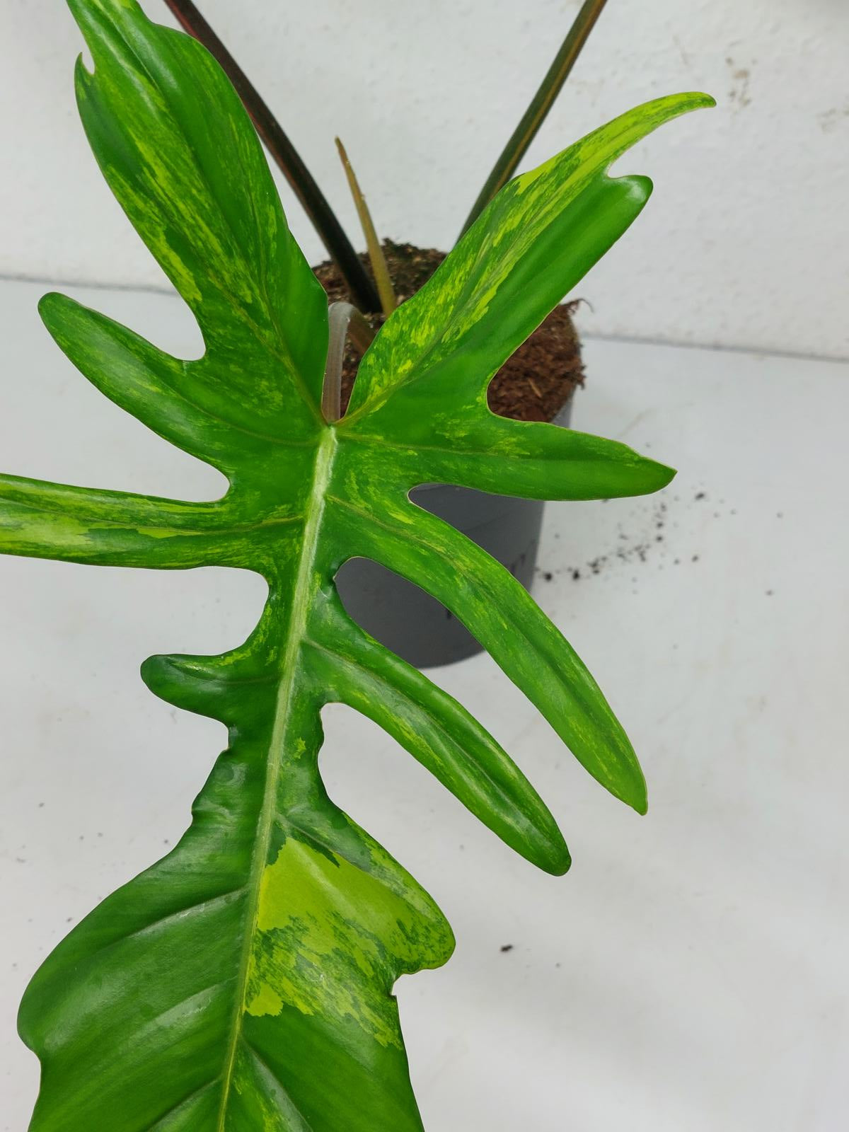 Philodendron Florida Beauty x Mayoi Variegata