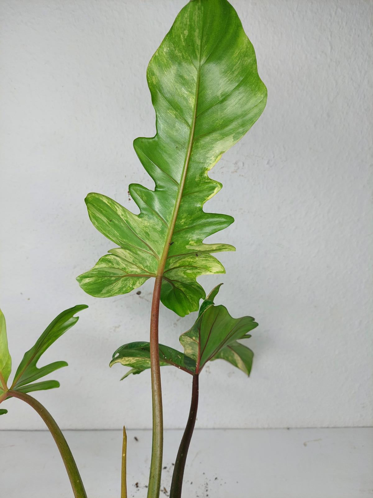 Philodendron Florida Beauty x Mayoi Variegata