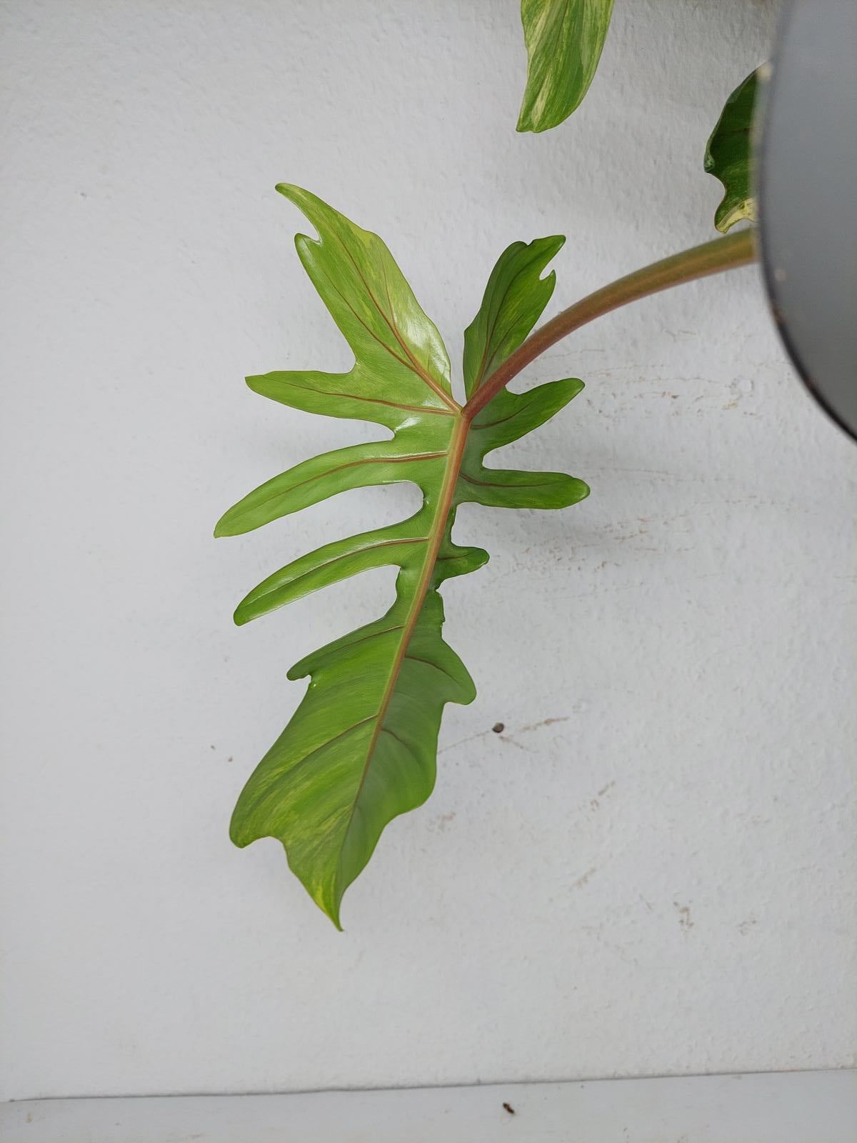 Philodendron Florida Beauty x Mayoi Variegata