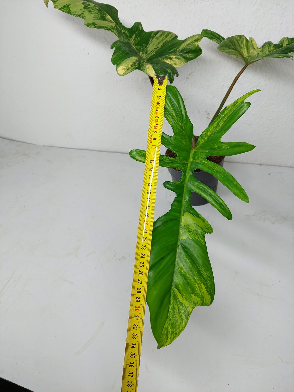 Philodendron Florida Beauty x Mayoi Variegata