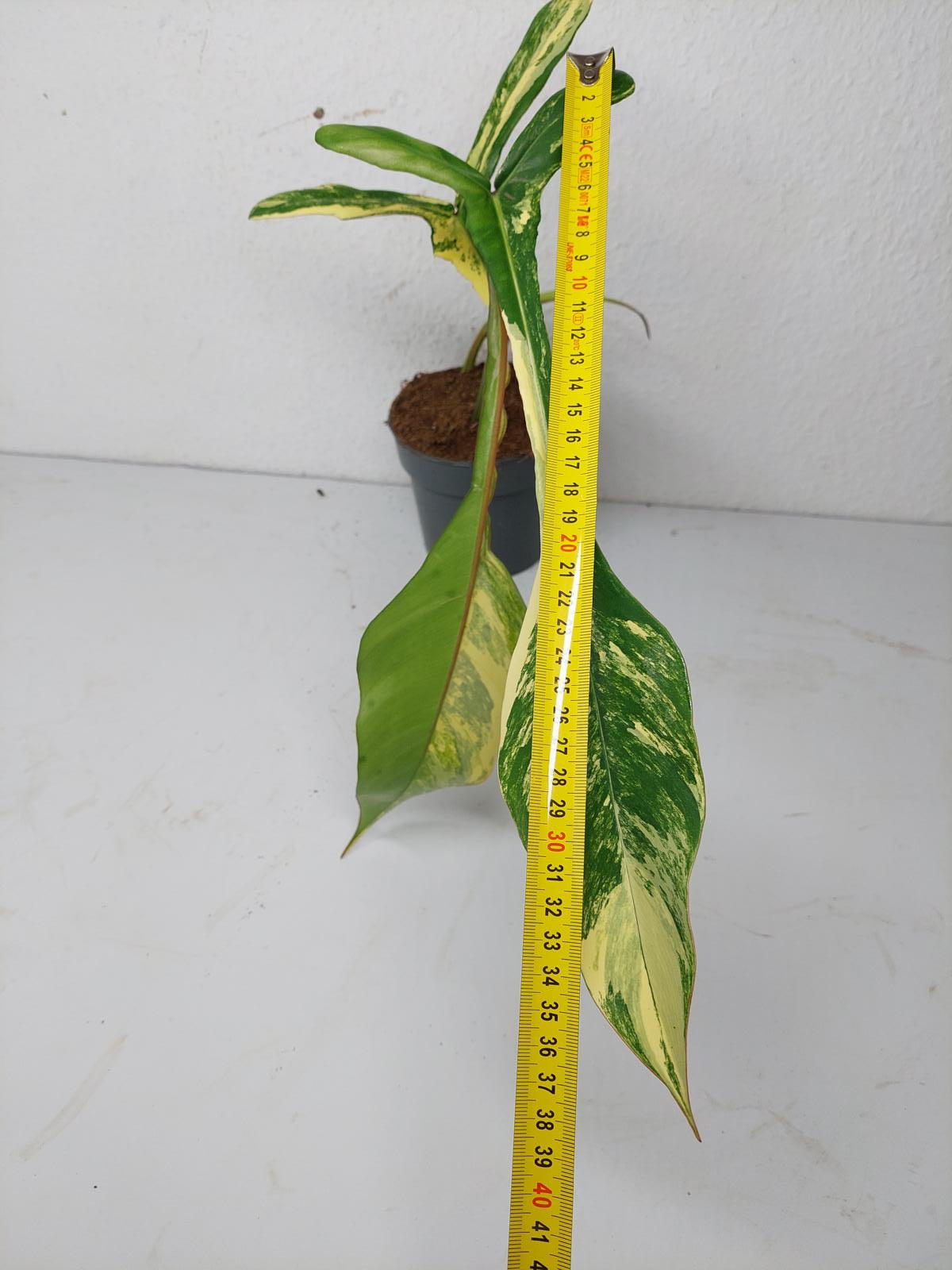 Philodendron Joepii Variegata