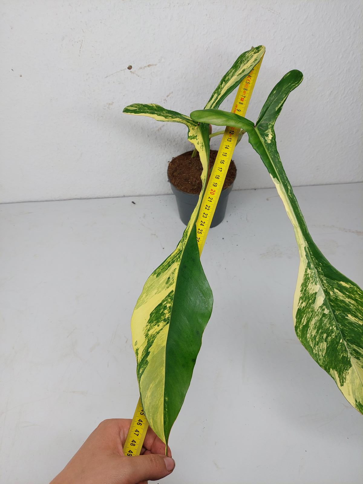 Philodendron Joepii Variegata