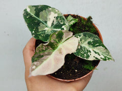 Alocasia Black Velvet Pink Variegata
