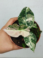 Alocasia Black Velvet Pink Variegata