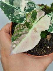 Alocasia Black Velvet Pink Variegata