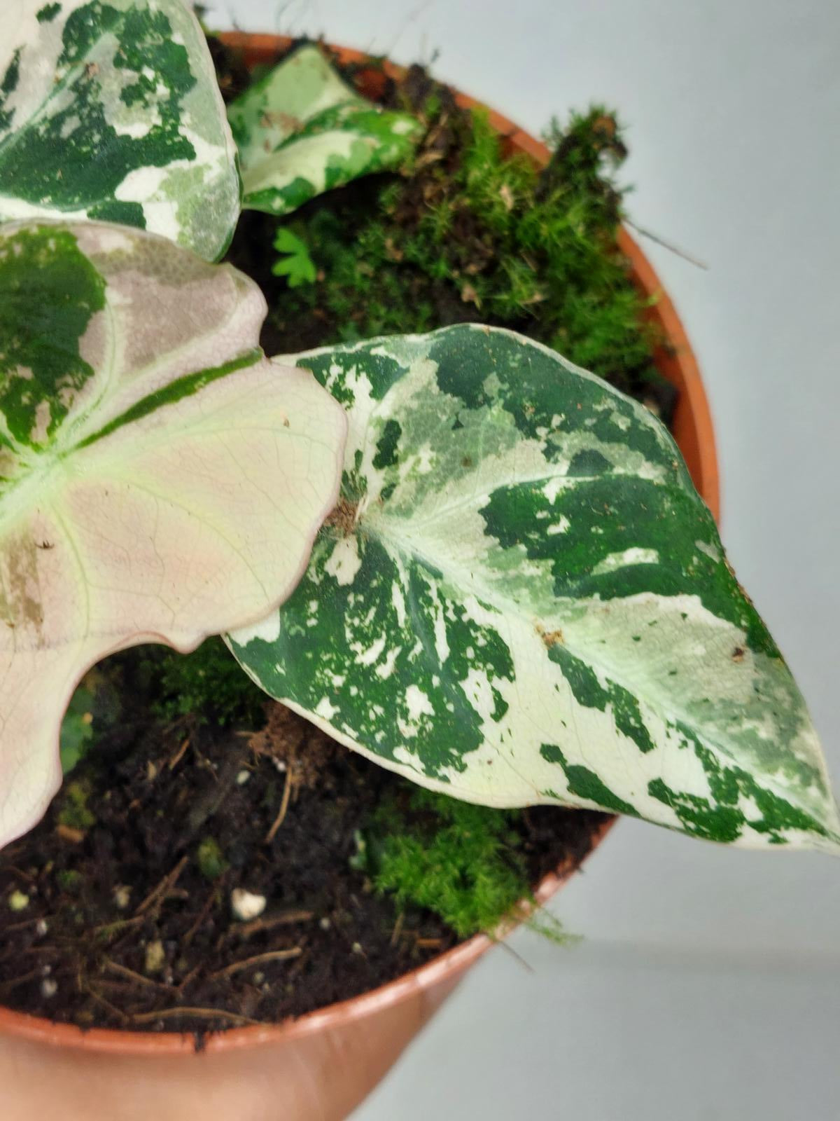Alocasia Black Velvet Pink Variegata