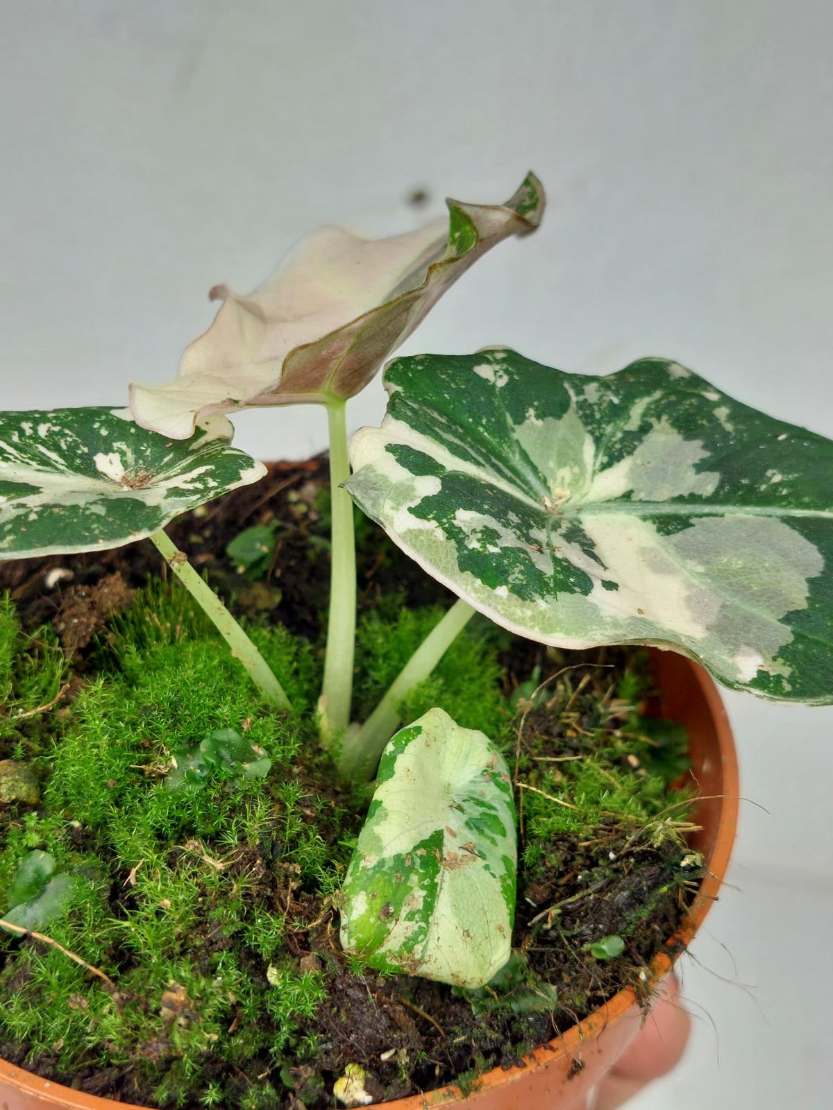 Alocasia Black Velvet Pink Variegata