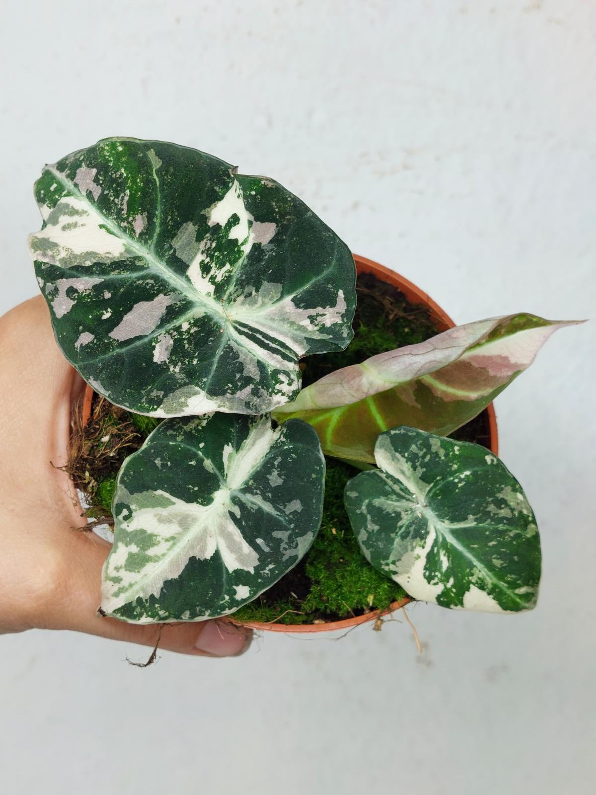 Alocasia Black Velvet Pink Variegata