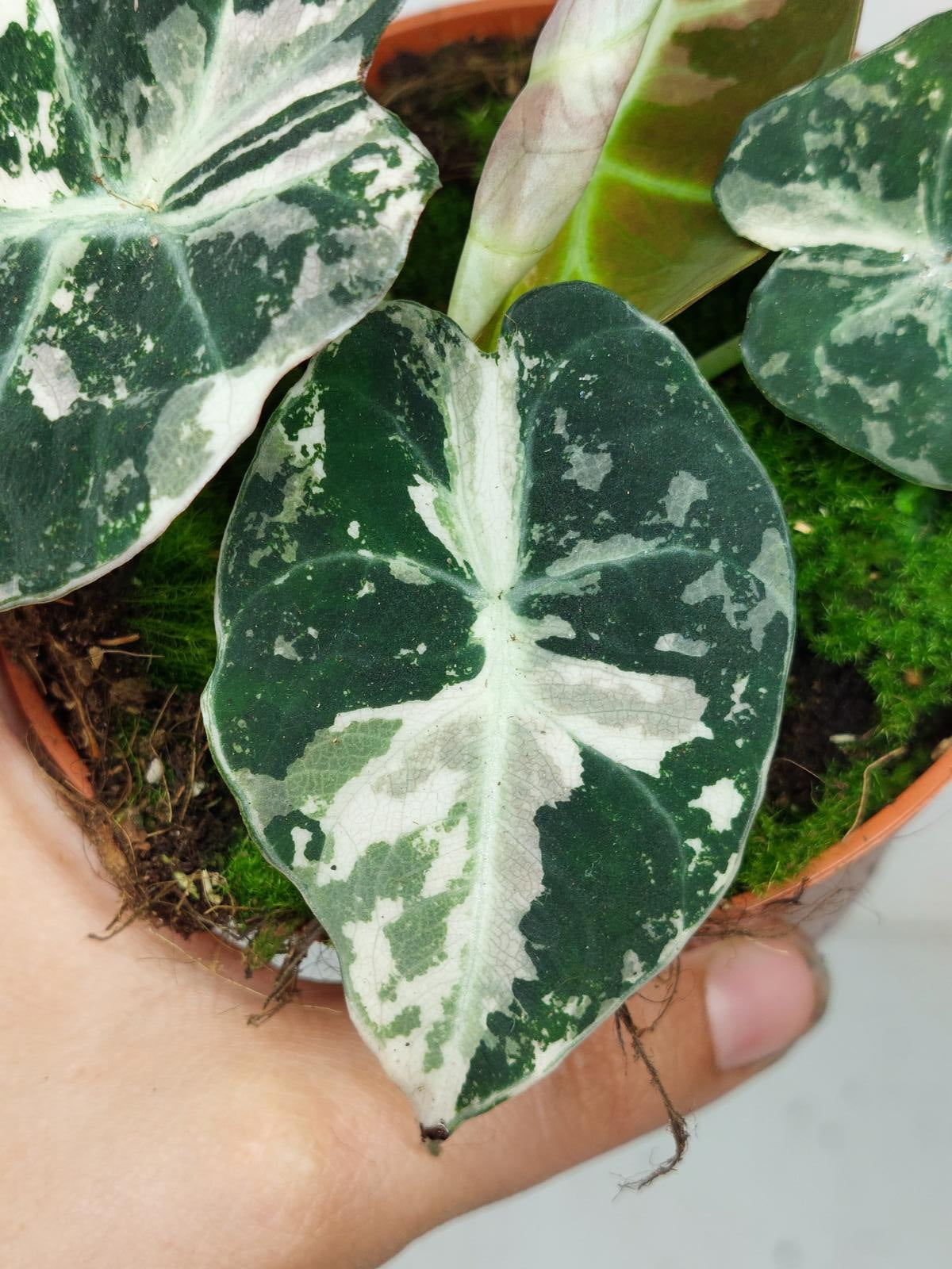 Alocasia Black Velvet Pink Variegata