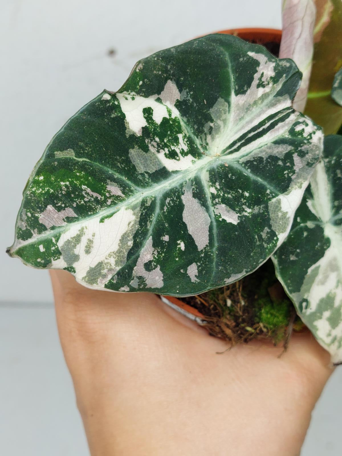 Alocasia Black Velvet Pink Variegata