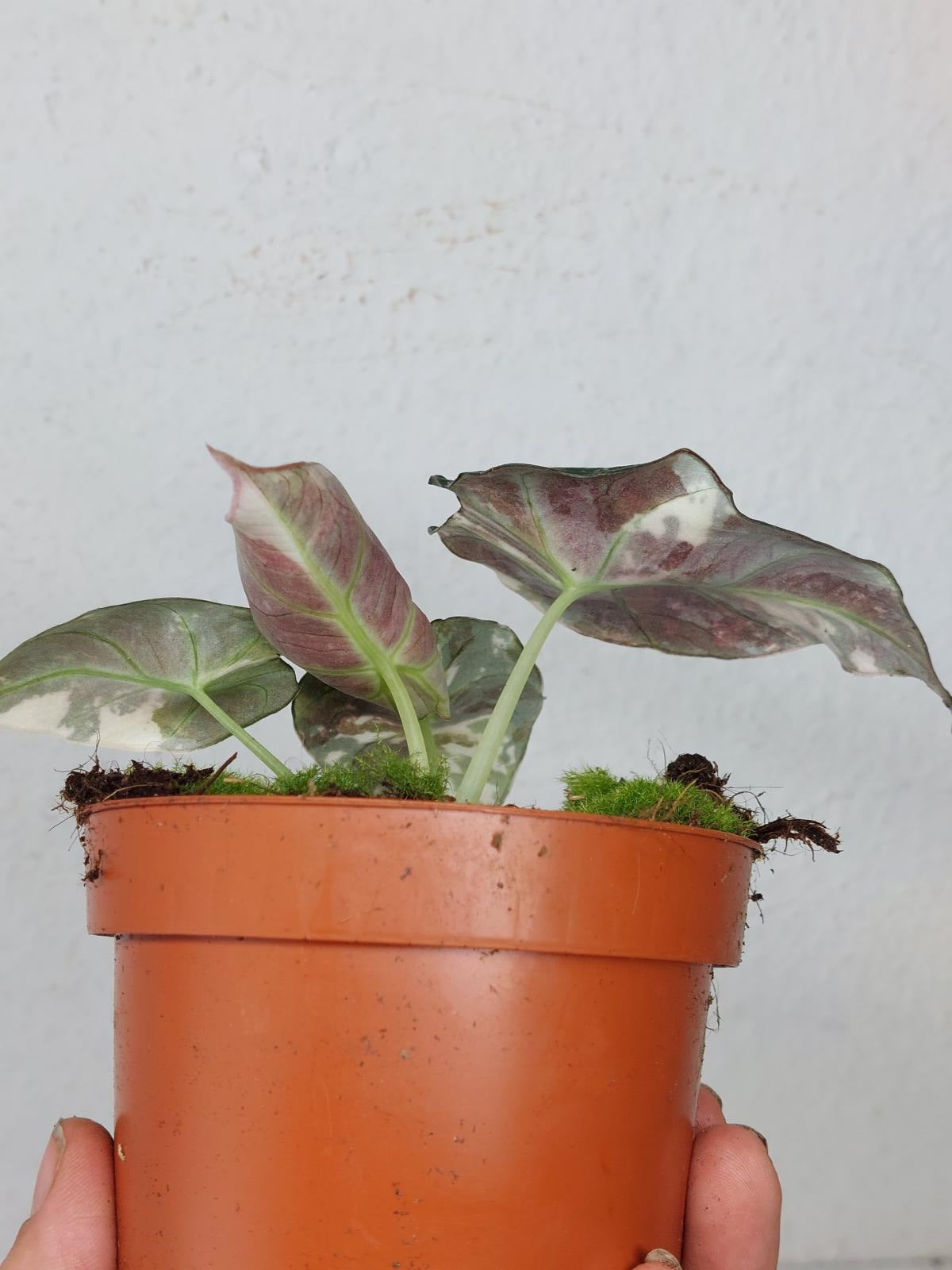 Alocasia Black Velvet Pink Variegata