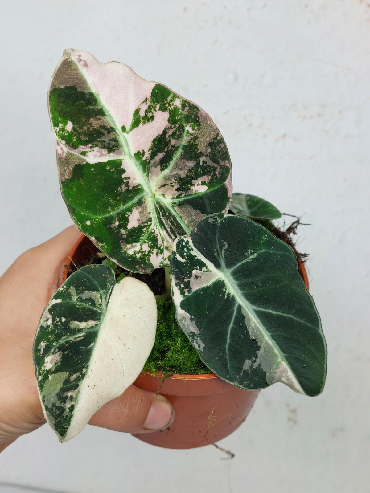 Alocasia Black Velvet Pink Variegata