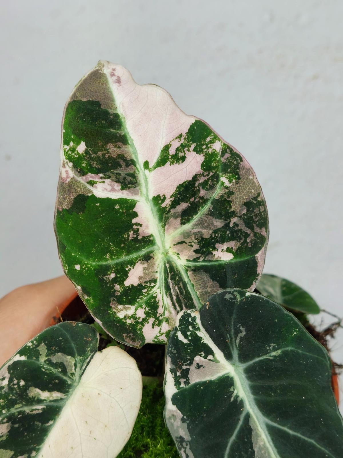 Alocasia Black Velvet Pink Variegata