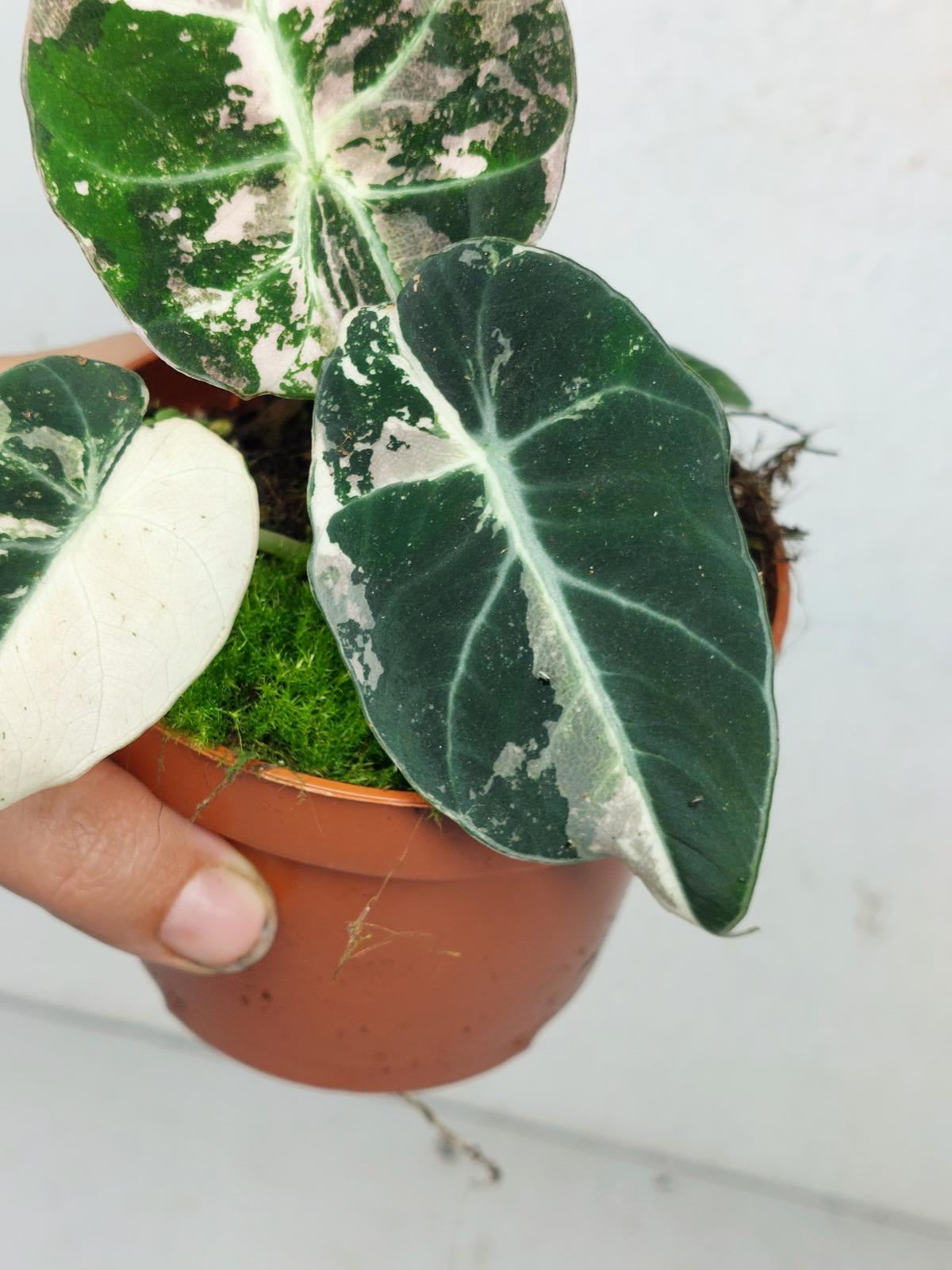 Alocasia Black Velvet Pink Variegata