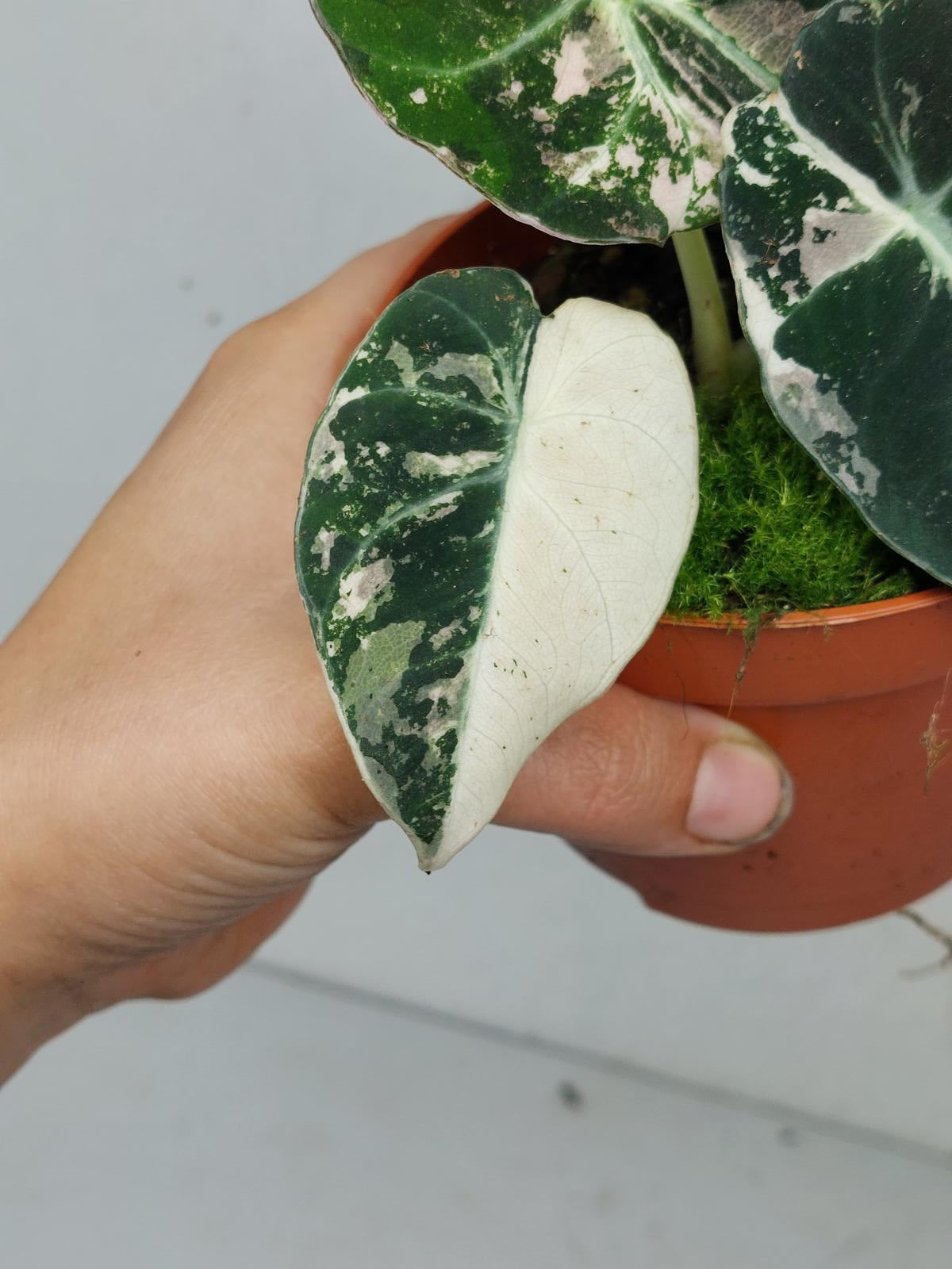 Alocasia Black Velvet Pink Variegata
