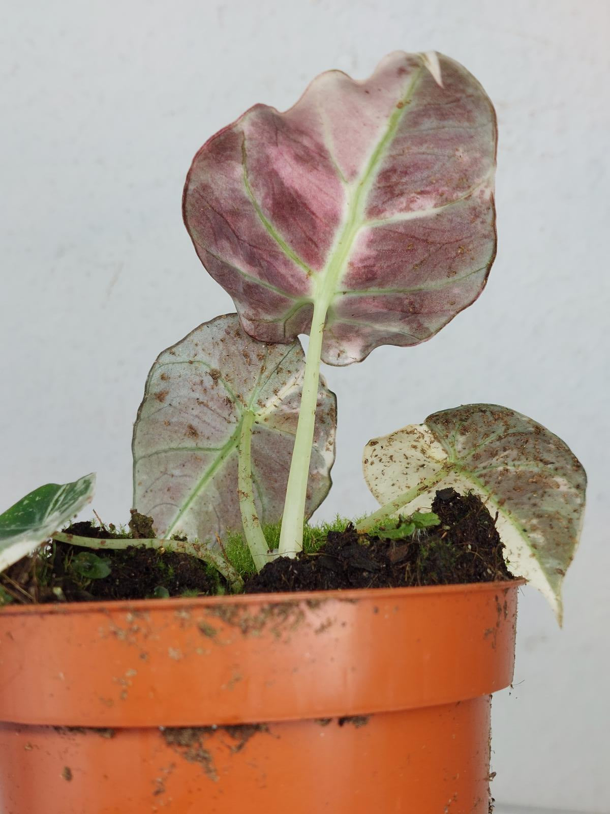 Alocasia Black Velvet Pink Variegata