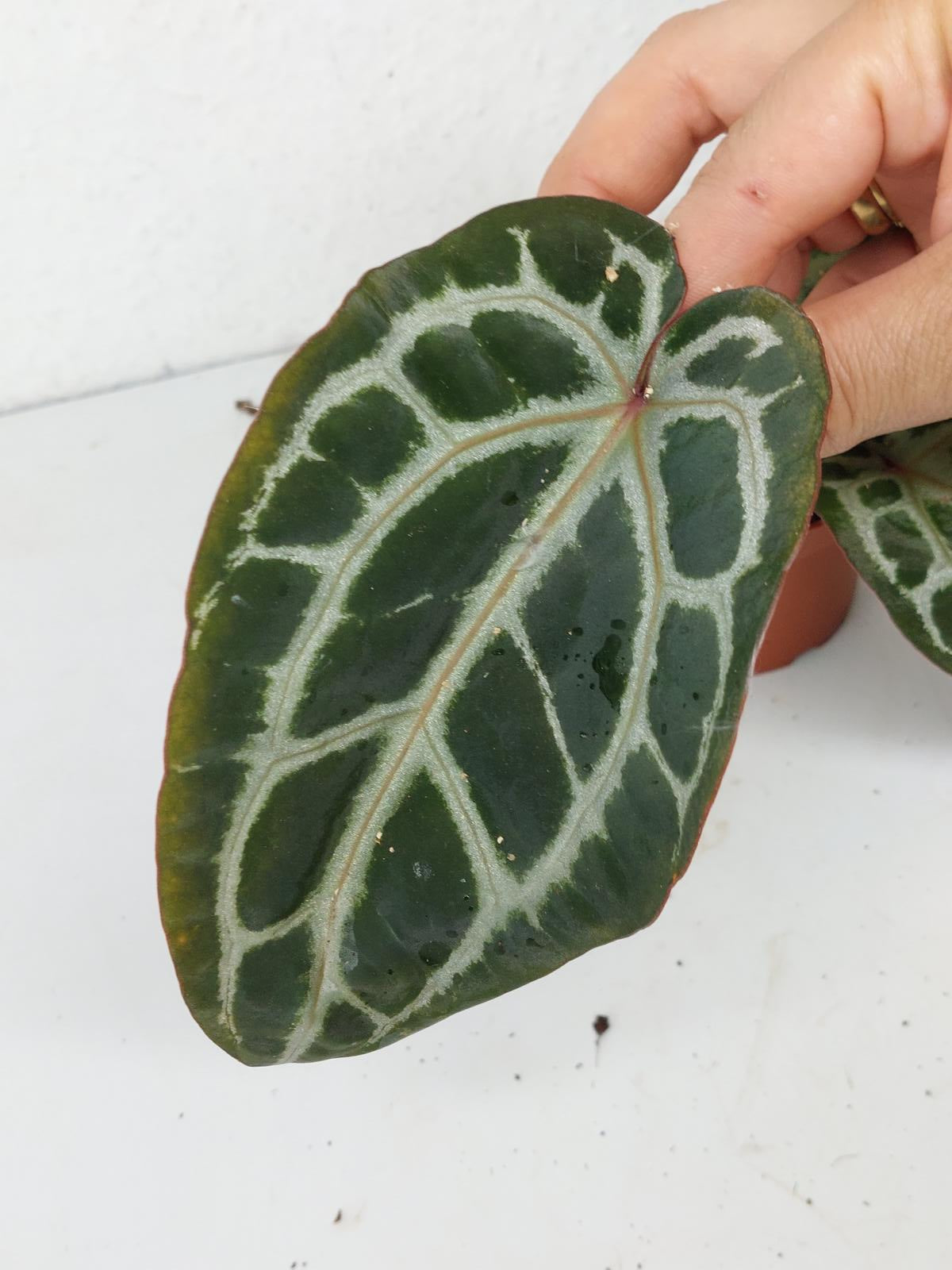 Anthurium Zara x Michelle X Michelle
