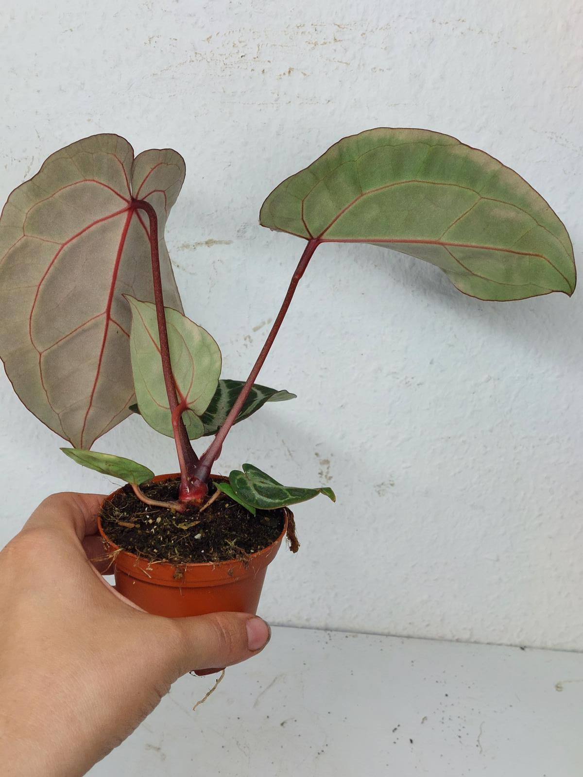 Anthurium Zara x Michelle X Michelle