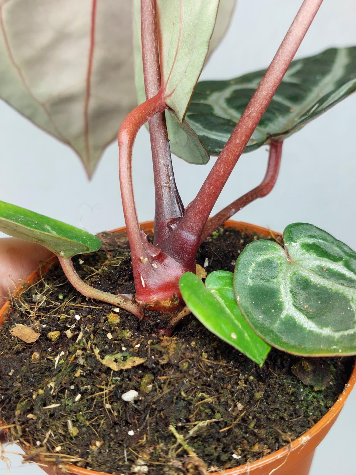 Anthurium Zara x Michelle X Michelle
