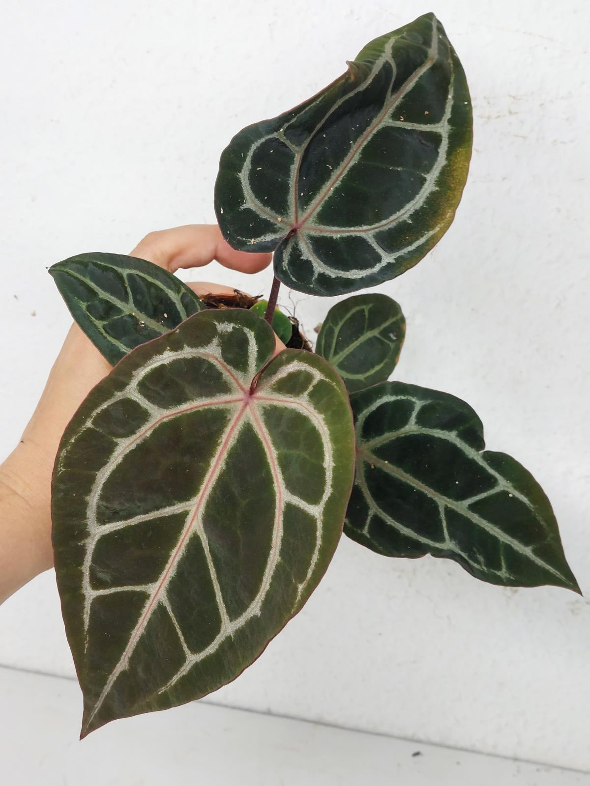 Anthurium Zara x Michelle X Michelle