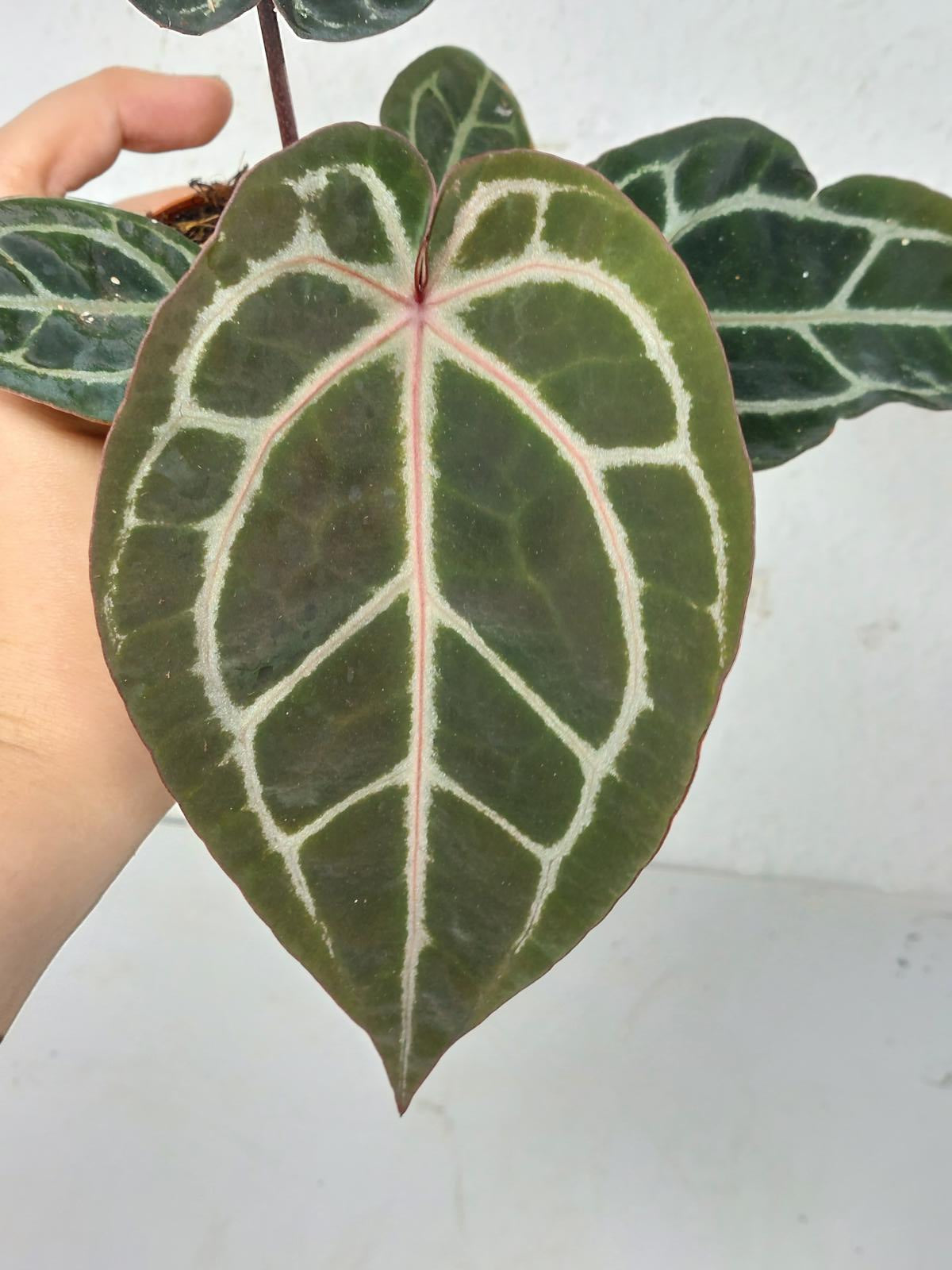 Anthurium Zara x Michelle X Michelle