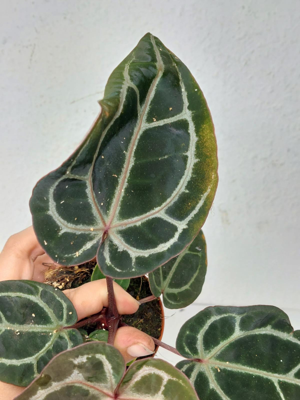 Anthurium Zara x Michelle X Michelle