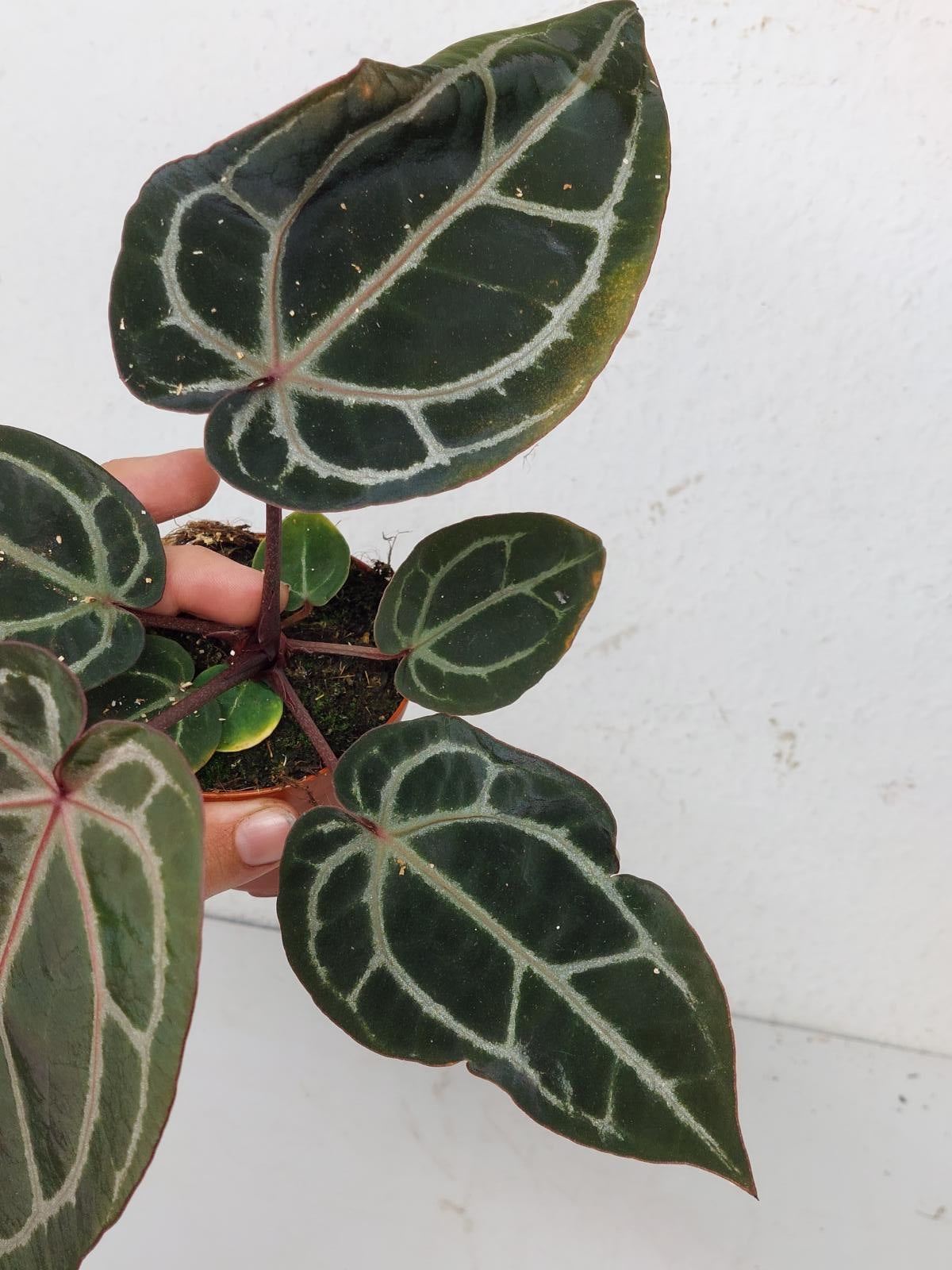 Anthurium Zara x Michelle X Michelle
