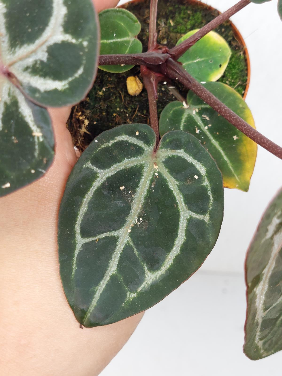 Anthurium Zara x Michelle X Michelle