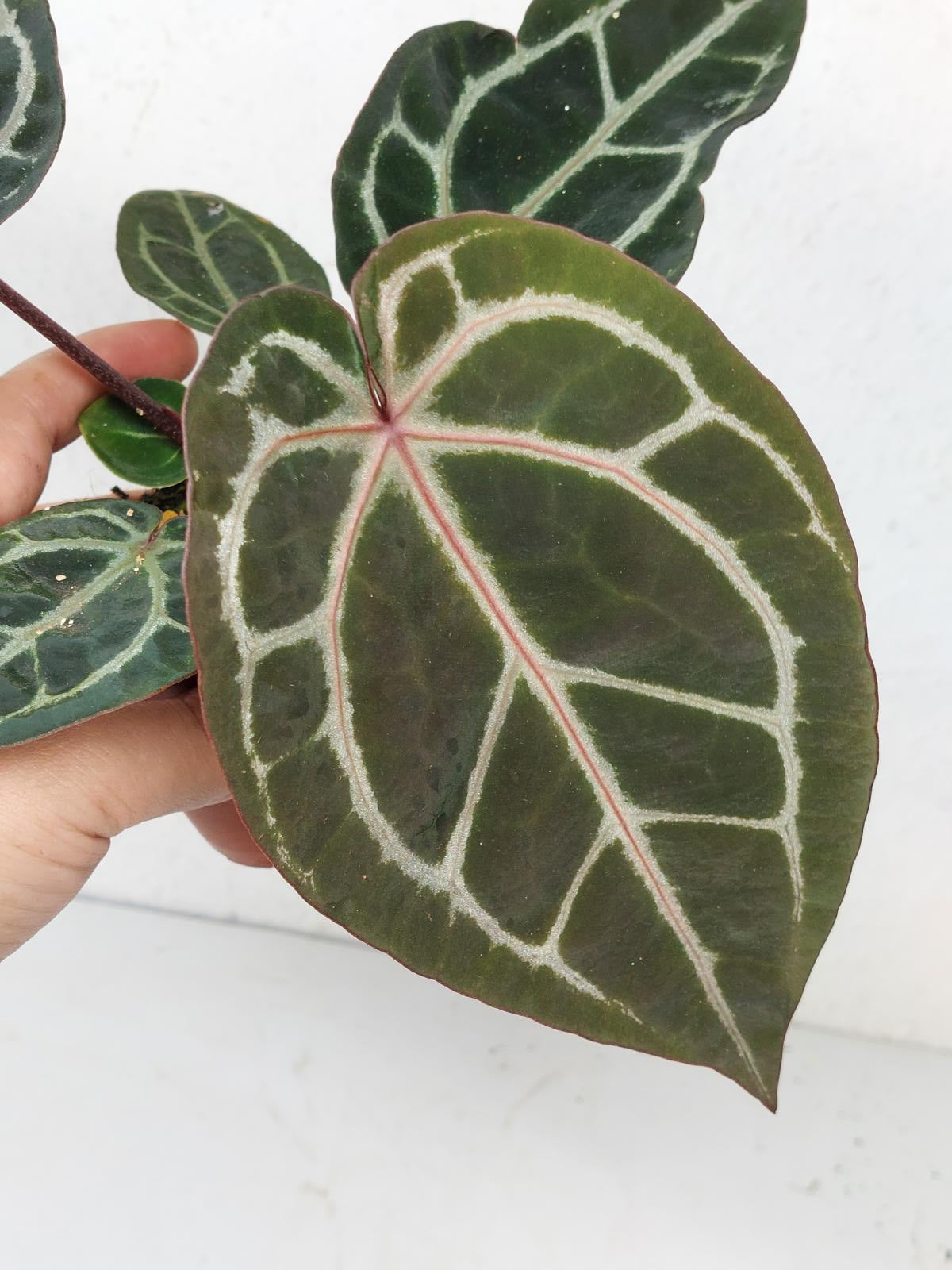 Anthurium Zara x Michelle X Michelle