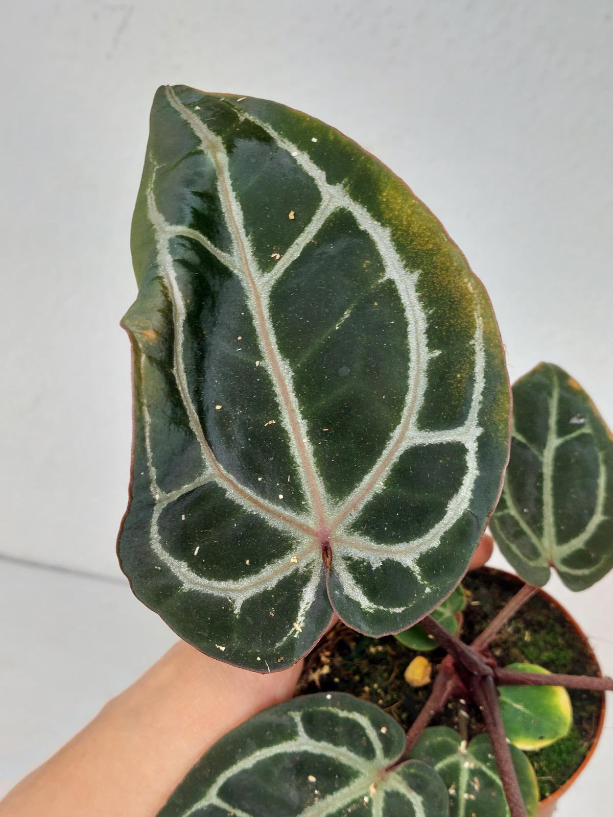 Anthurium Zara x Michelle X Michelle