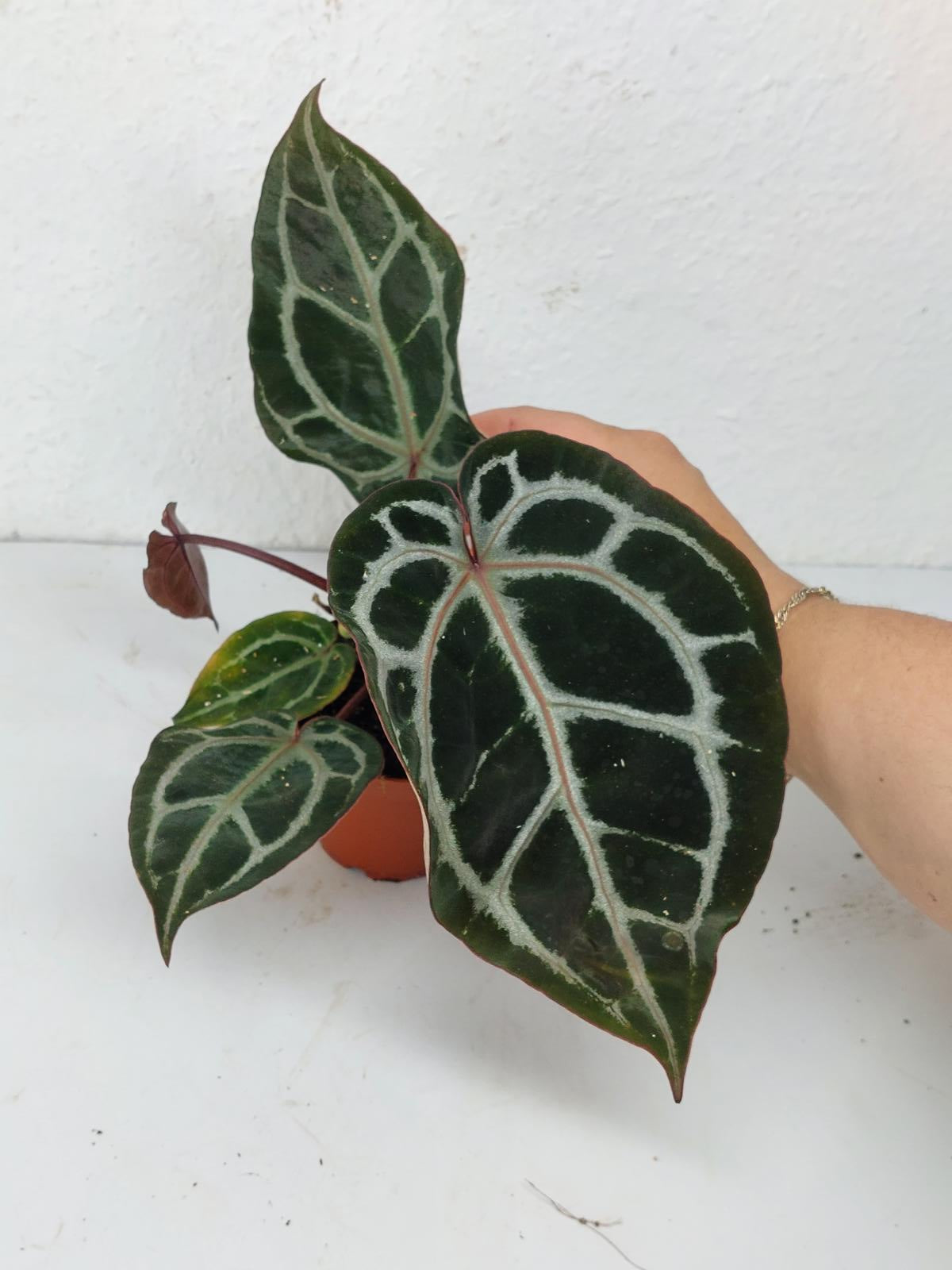 Anthurium Zara x Michelle X Michelle
