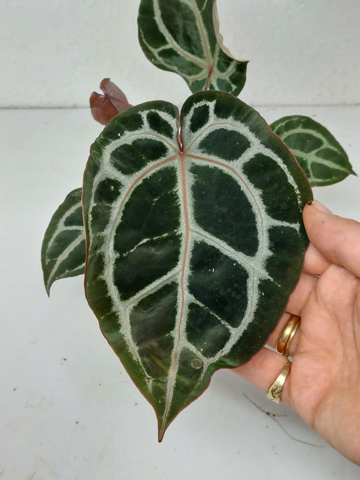 Anthurium Zara x Michelle X Michelle