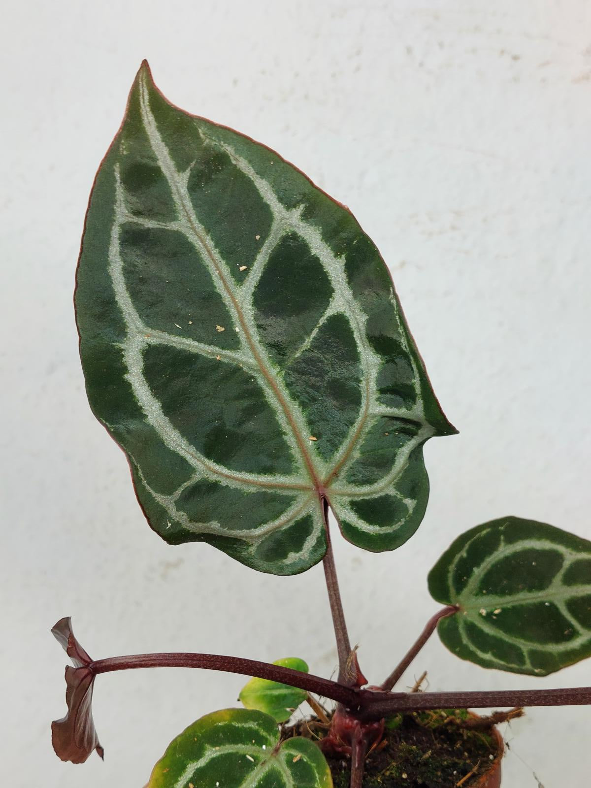 Anthurium Zara x Michelle X Michelle