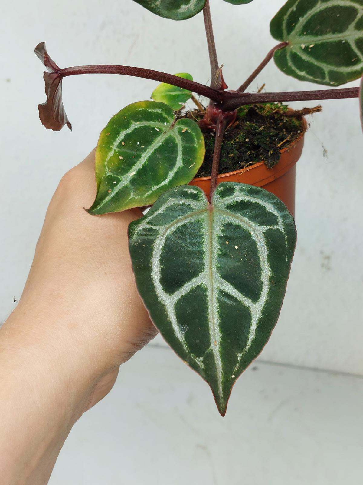 Anthurium Zara x Michelle X Michelle