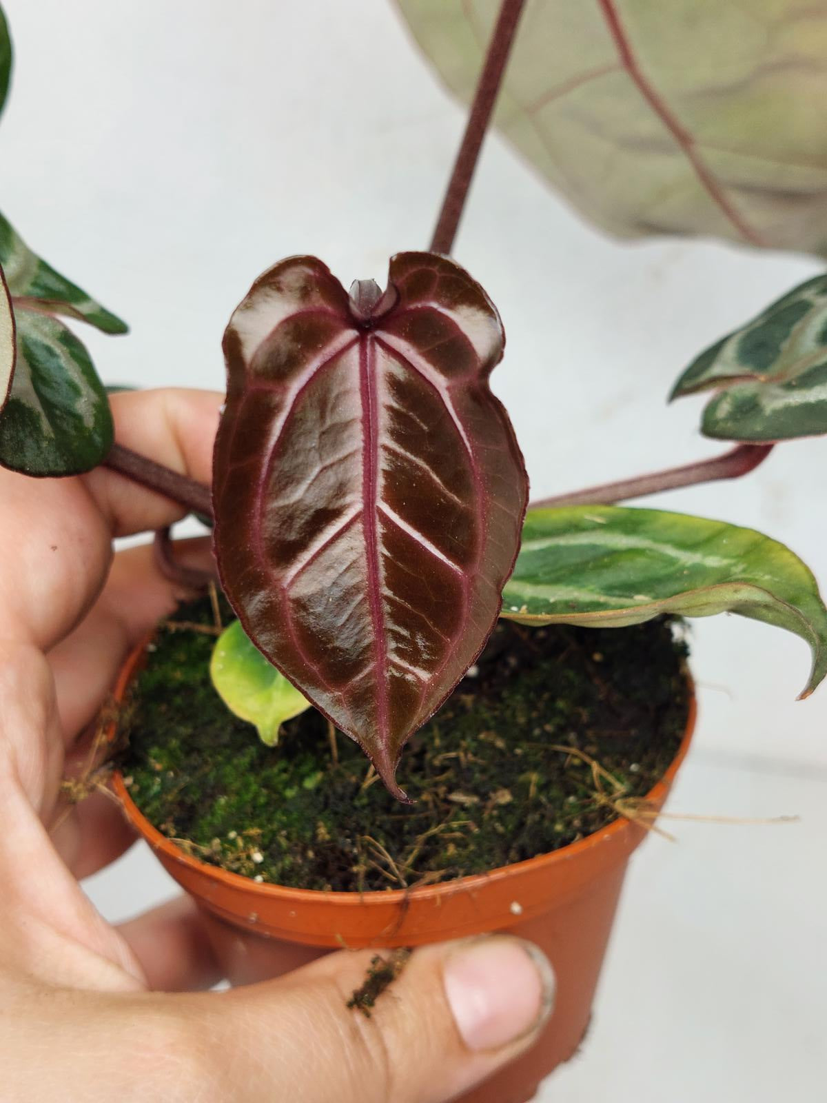 Anthurium Zara x Michelle X Michelle