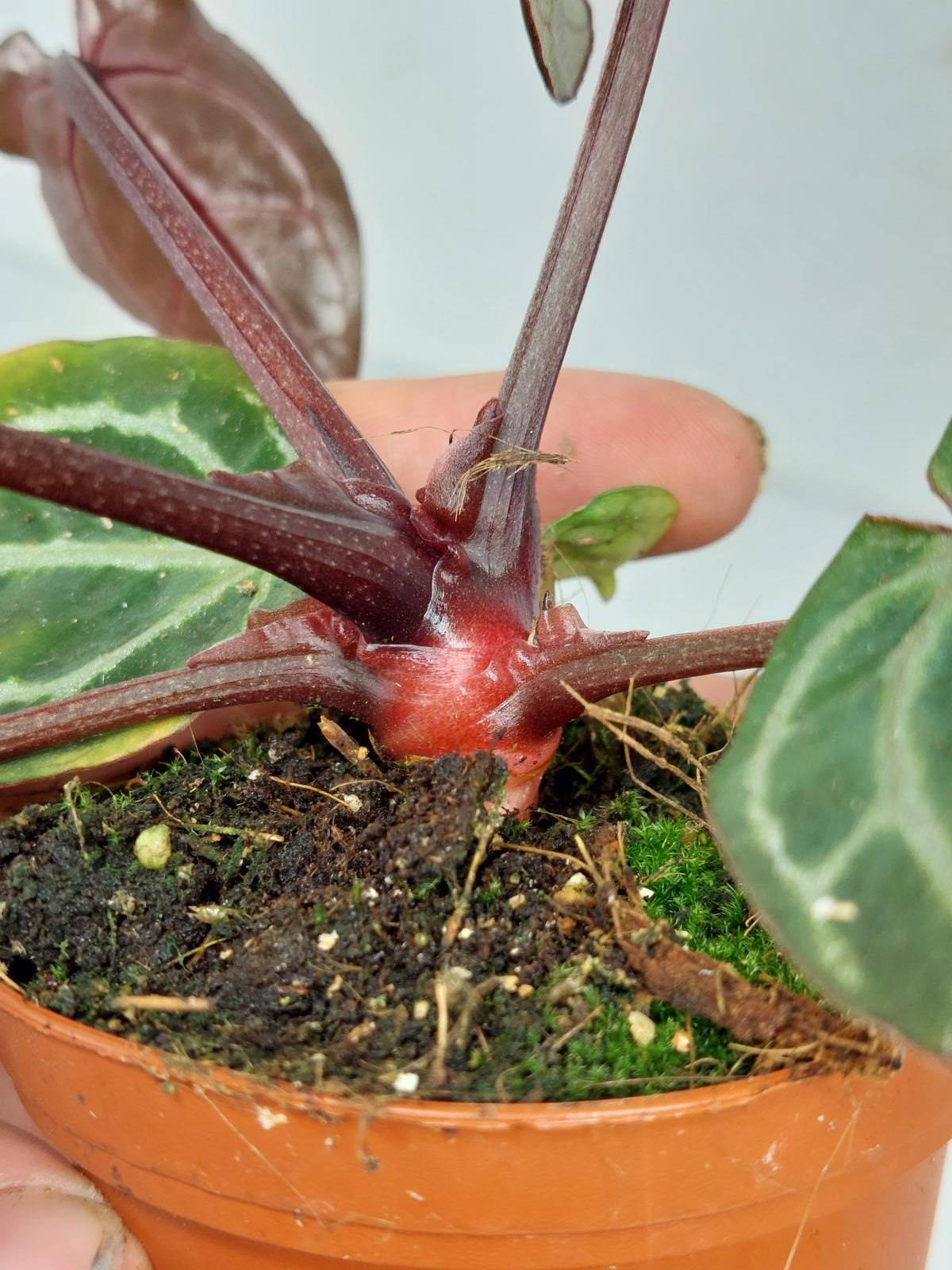 Anthurium Zara x Michelle X Michelle