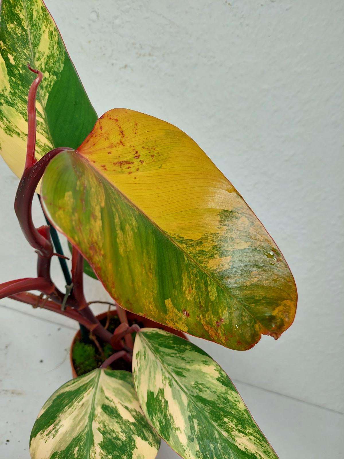 Philodendron Strawberry Shake