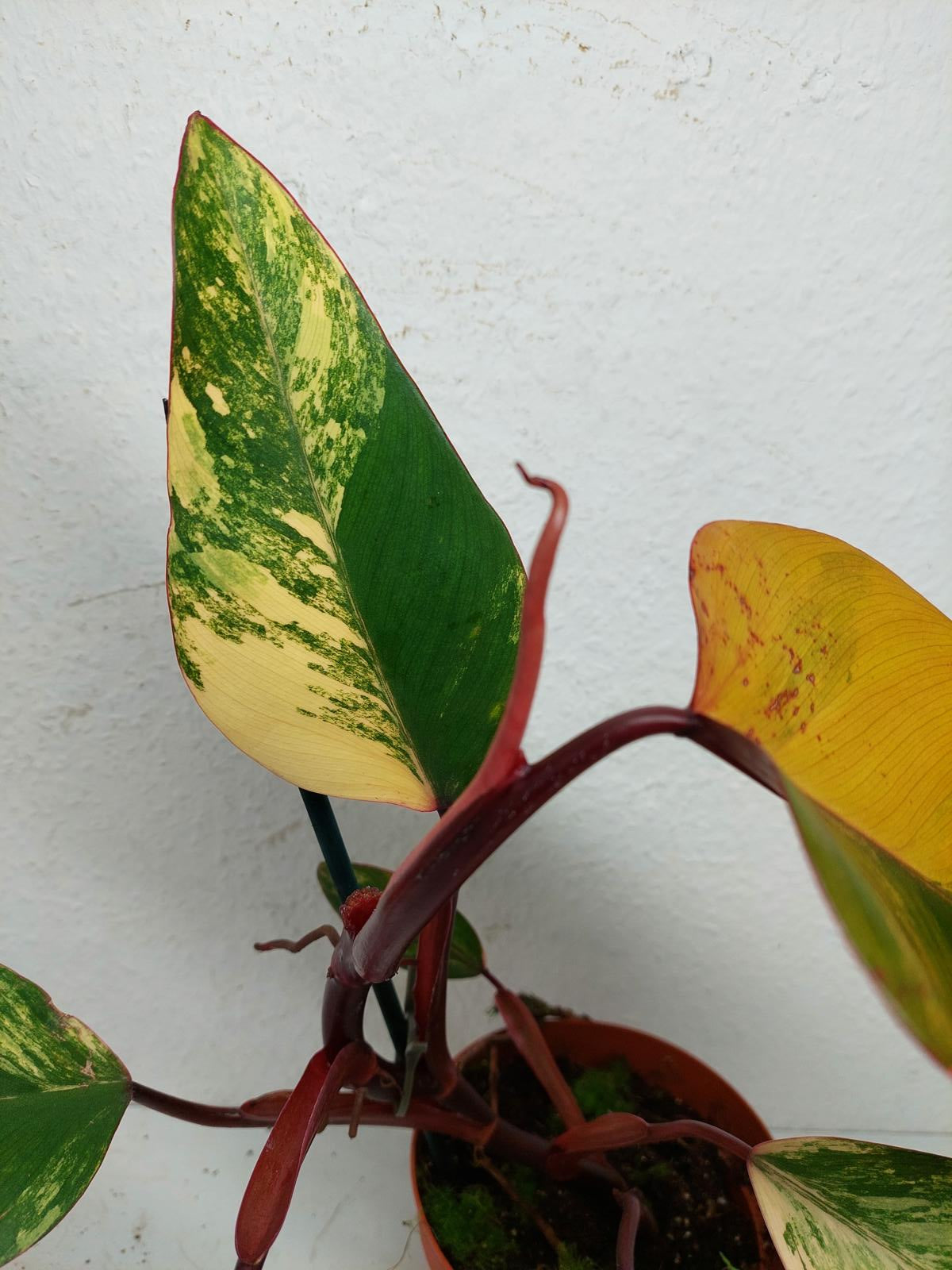 Philodendron Strawberry Shake