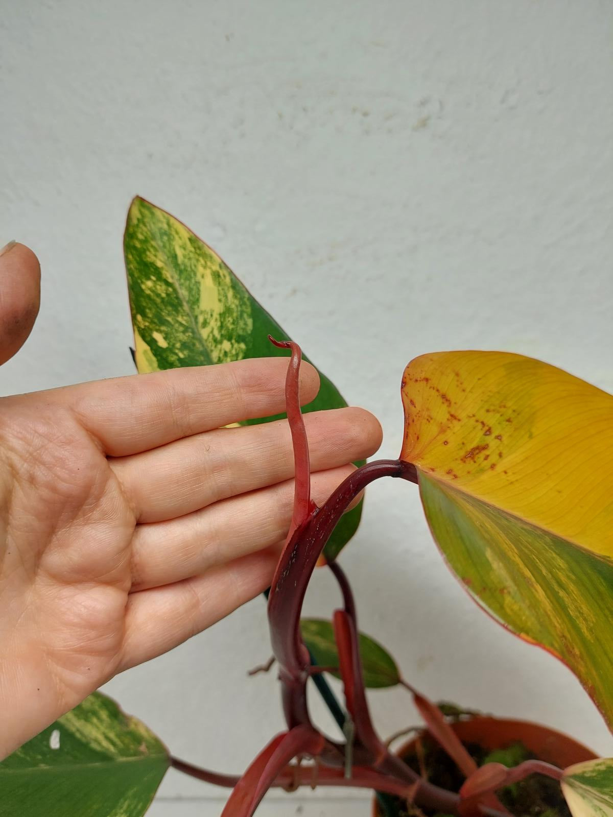 Philodendron Strawberry Shake