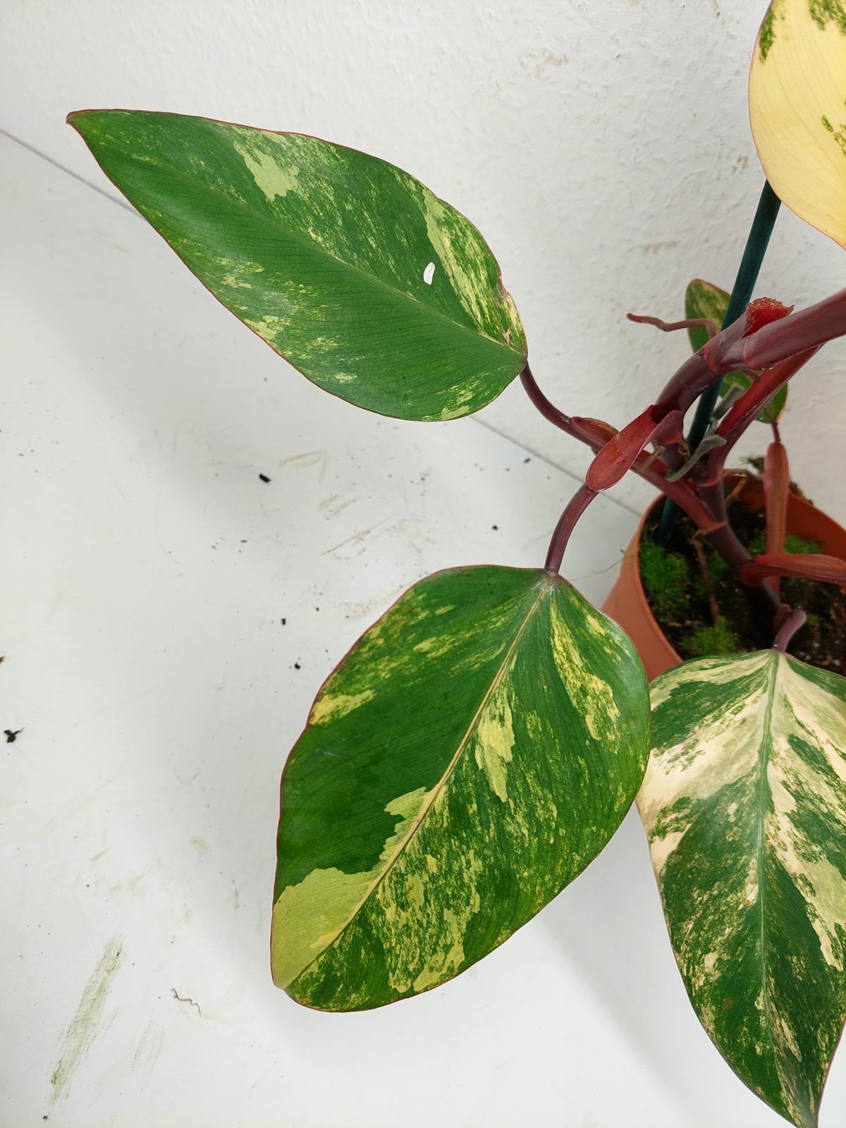 Philodendron Strawberry Shake