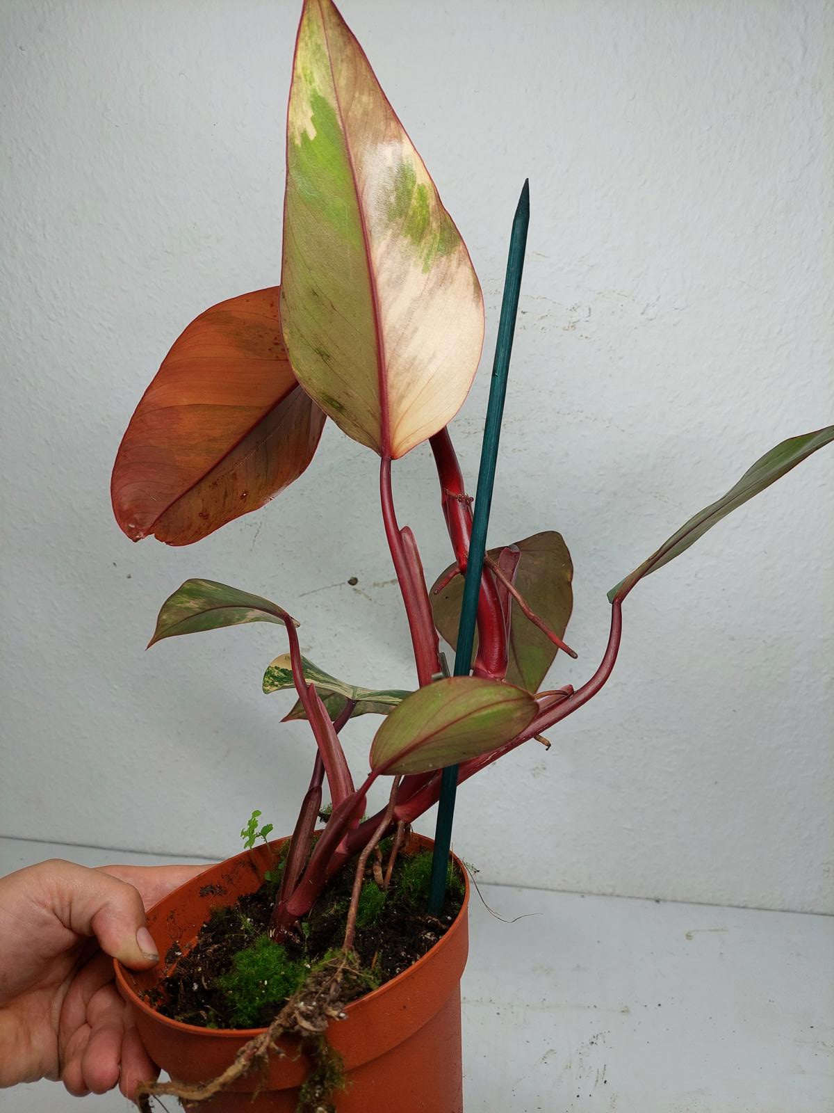 Philodendron Strawberry Shake