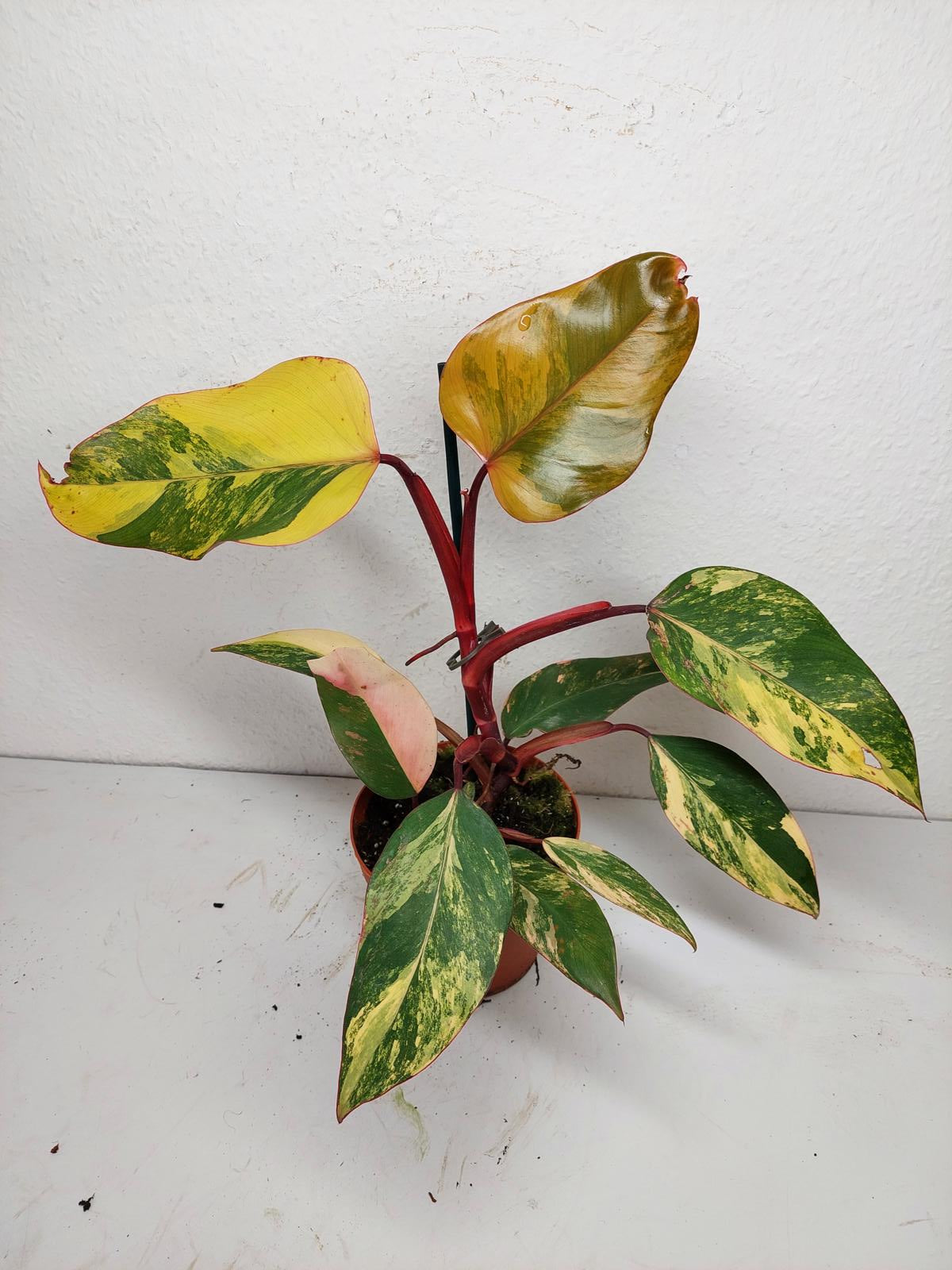 Philodendron Strawberry Shake