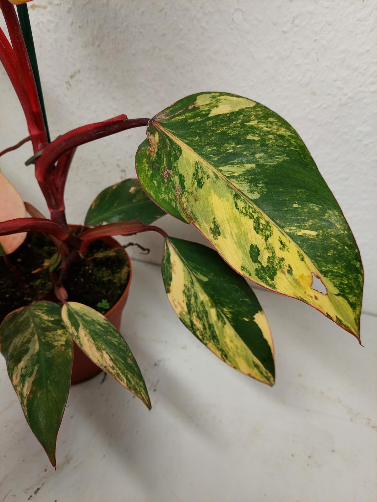 Philodendron Strawberry Shake
