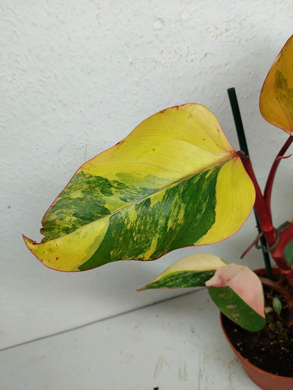 Philodendron Strawberry Shake