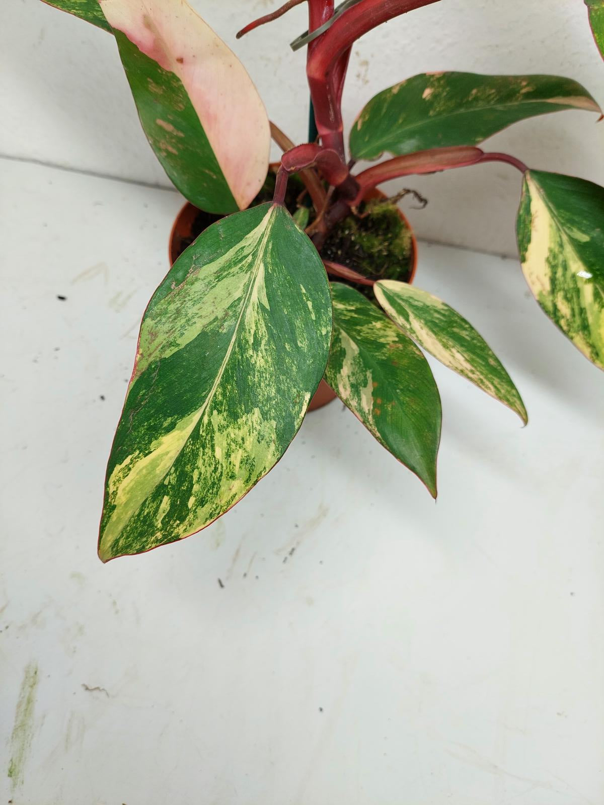Philodendron Strawberry Shake