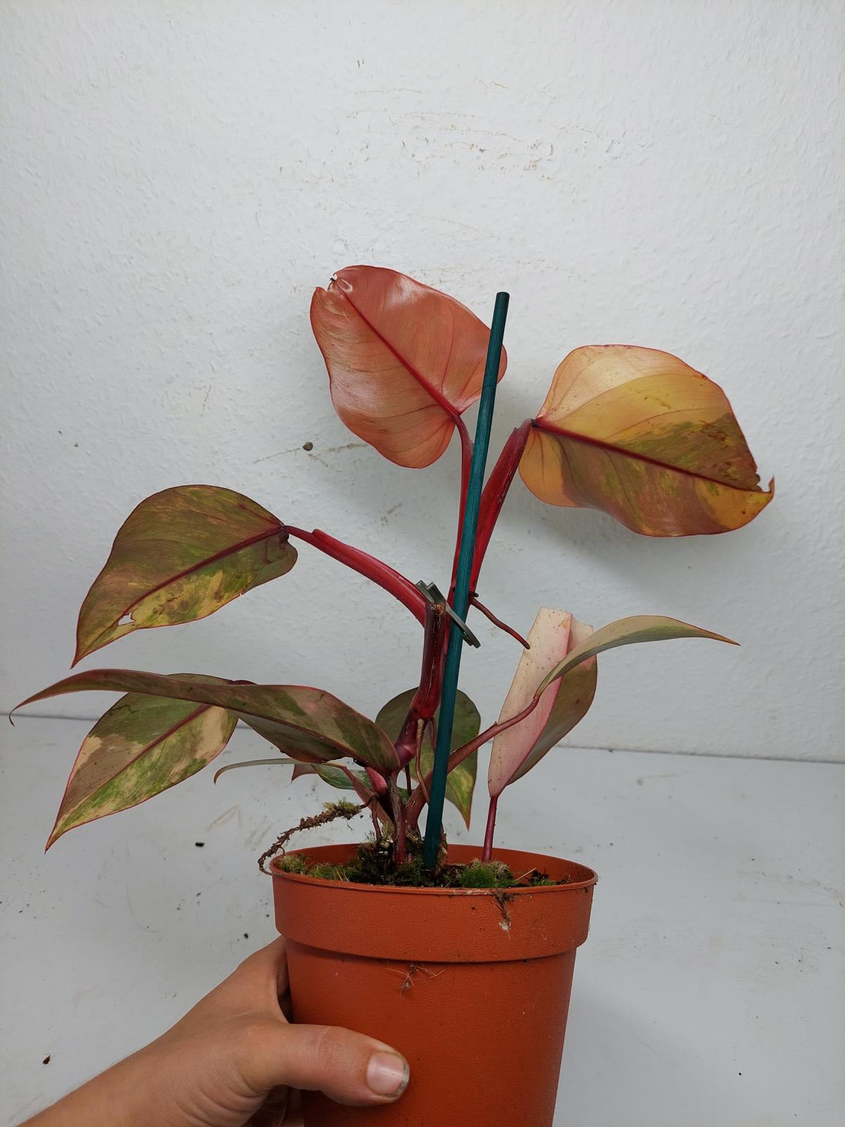 Philodendron Strawberry Shake