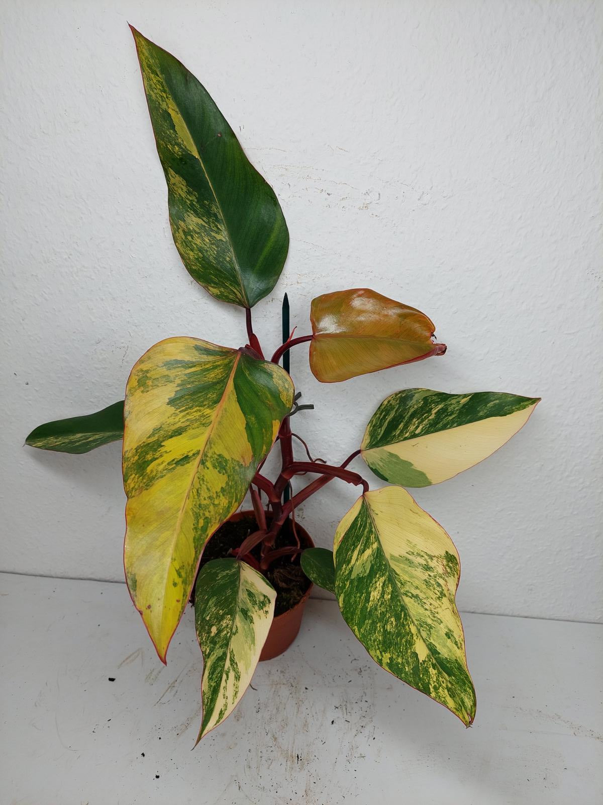 Philodendron Strawberry Shake