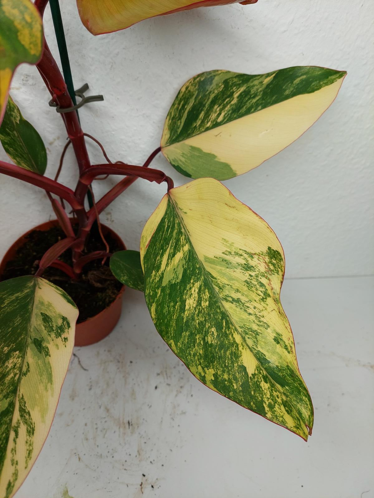 Philodendron Strawberry Shake